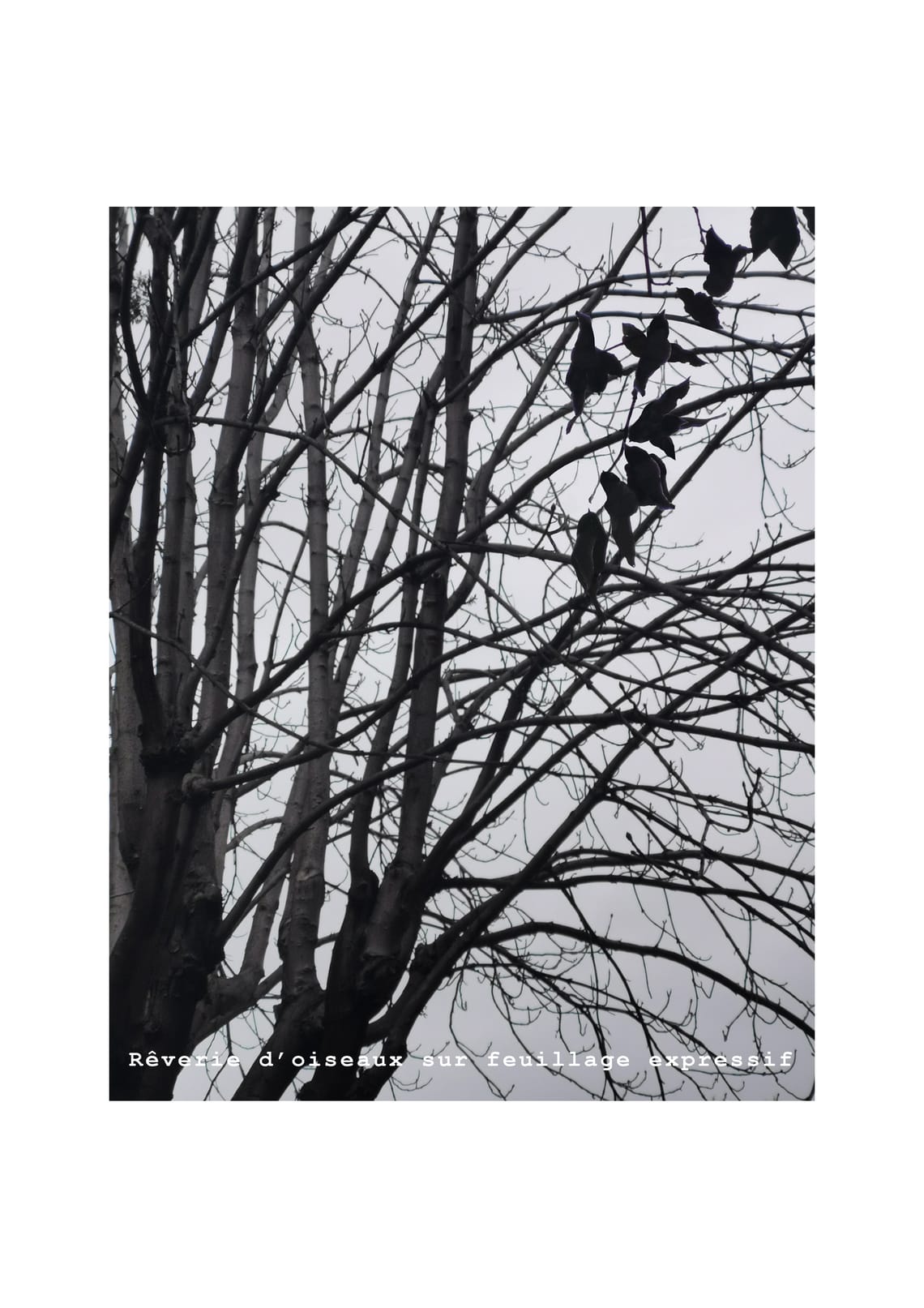 Rêverie d’oiseaux sur feuillage expressif, Photographie numérique, extrait de la série Comme un hiver indien, 2021 impression jet d’encre couleur sur papier brillant