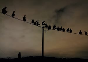 Qui a dit que les oiseaux se cachaient pour mourir? Je ne sais pas s’ils sont morts mais en tout cas ils sont très bien cachés. 2019